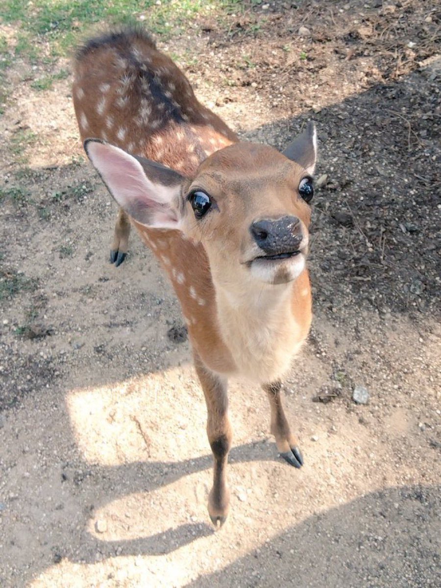 hopes_revenge's tweet photo. his name is             gas station snacks https://t.co/QaQKj8jduG