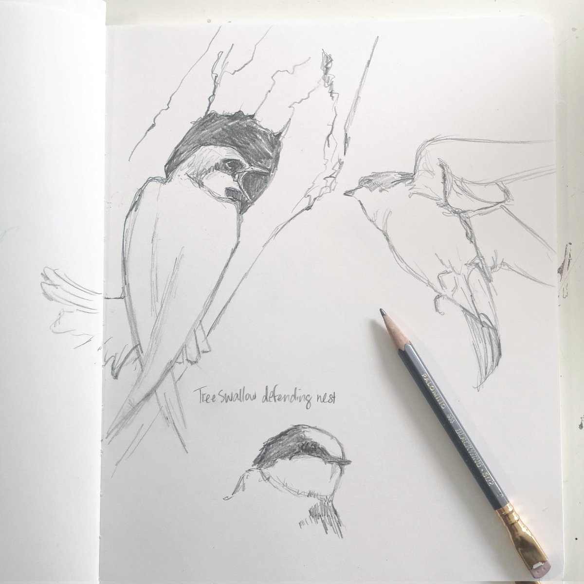 Tree Swallow sketches

#artjournal #naturejournal #sketchbook #stillmanandbirn #birds #swallows #drawing #artist