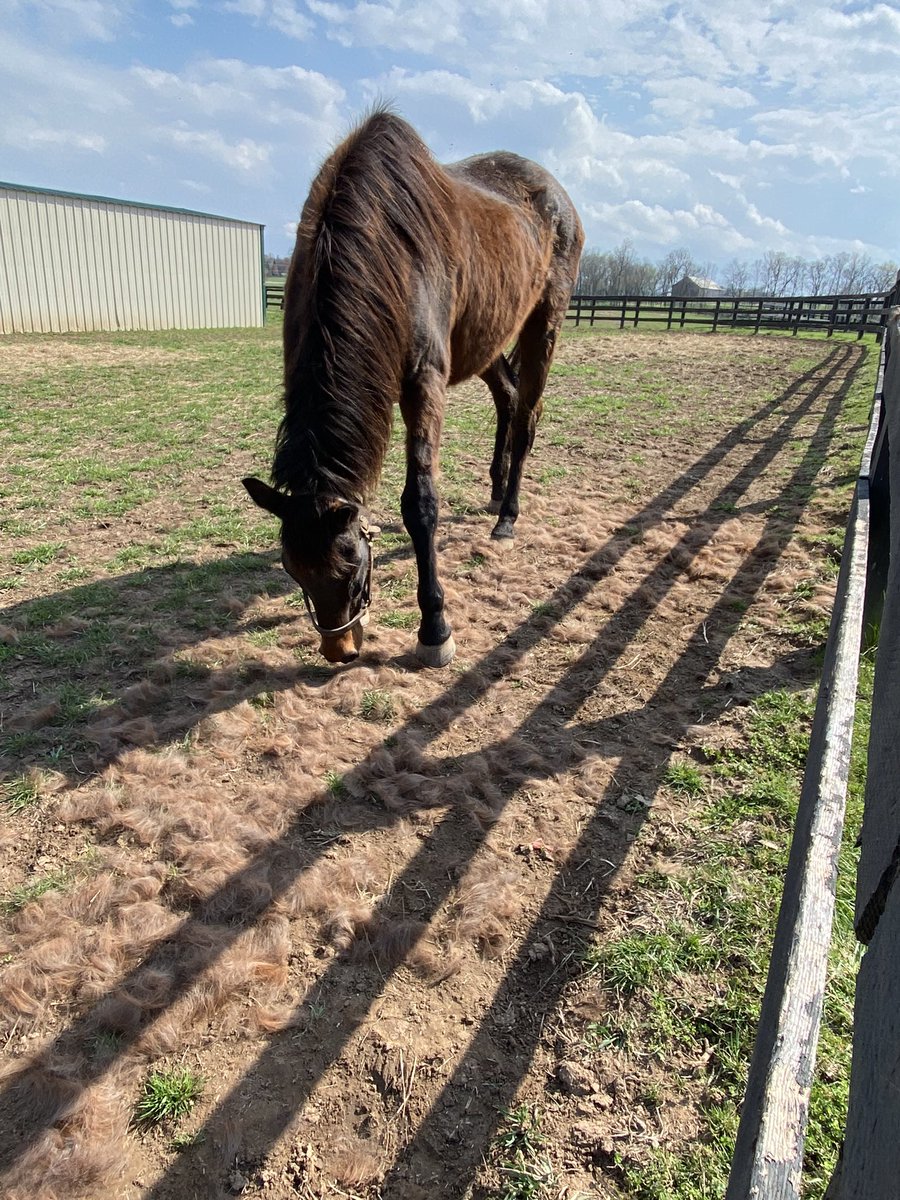 Gold Round after a minor brushing season @oldfriendsfarm @fijithegreat