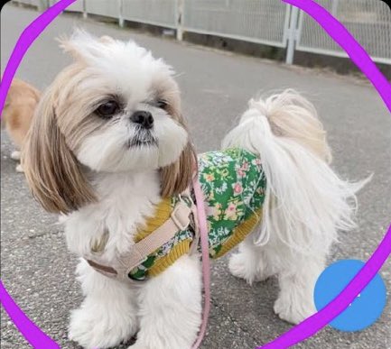 BradyTheSilky's tweet photo. Does anyone know this shihtzu and the puppy? M thinks she should. Their pictures have been stolen by a bogus account. #palsporch #otlfp #furrytails #ruffriders Please retweet, and add other pet groups, too. This burns our soul. https://t.co/fawPB4L6Xd