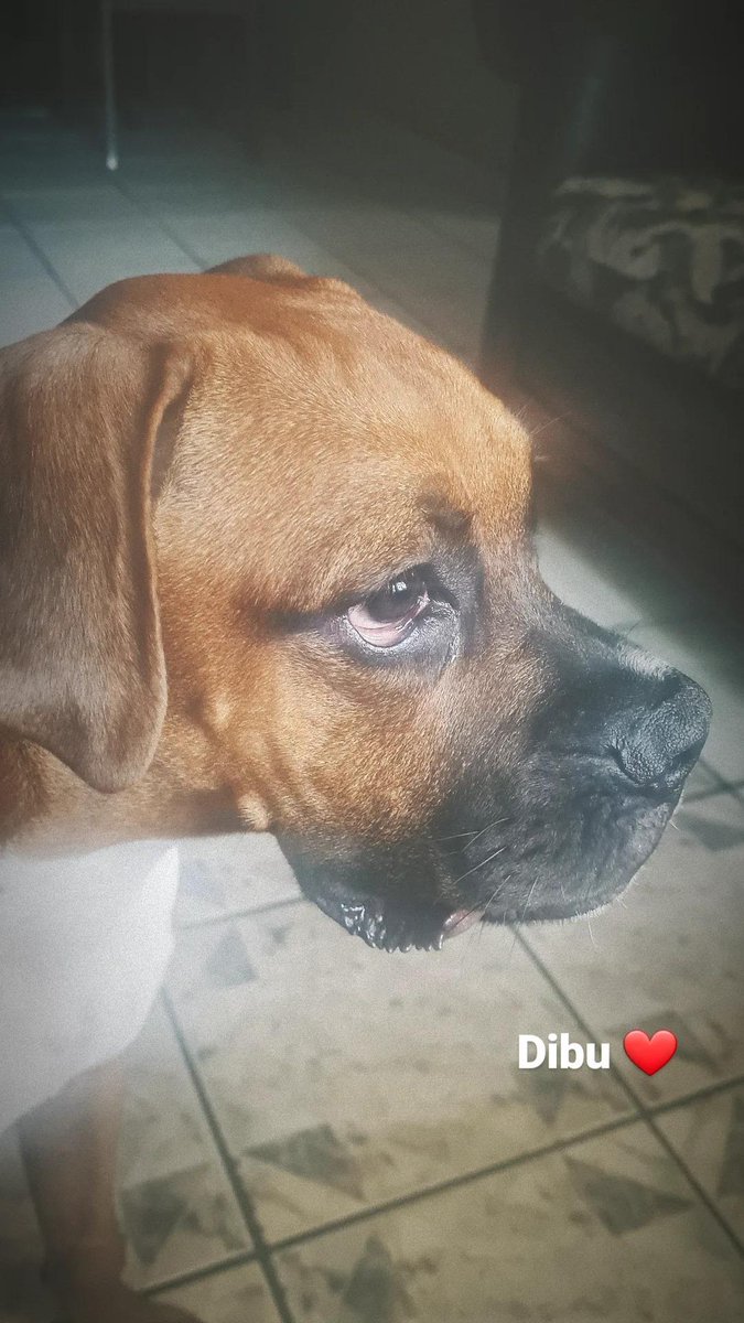 Descansa en paz mi bebé.
Siempre estarás en mi corazón. ❤🤍