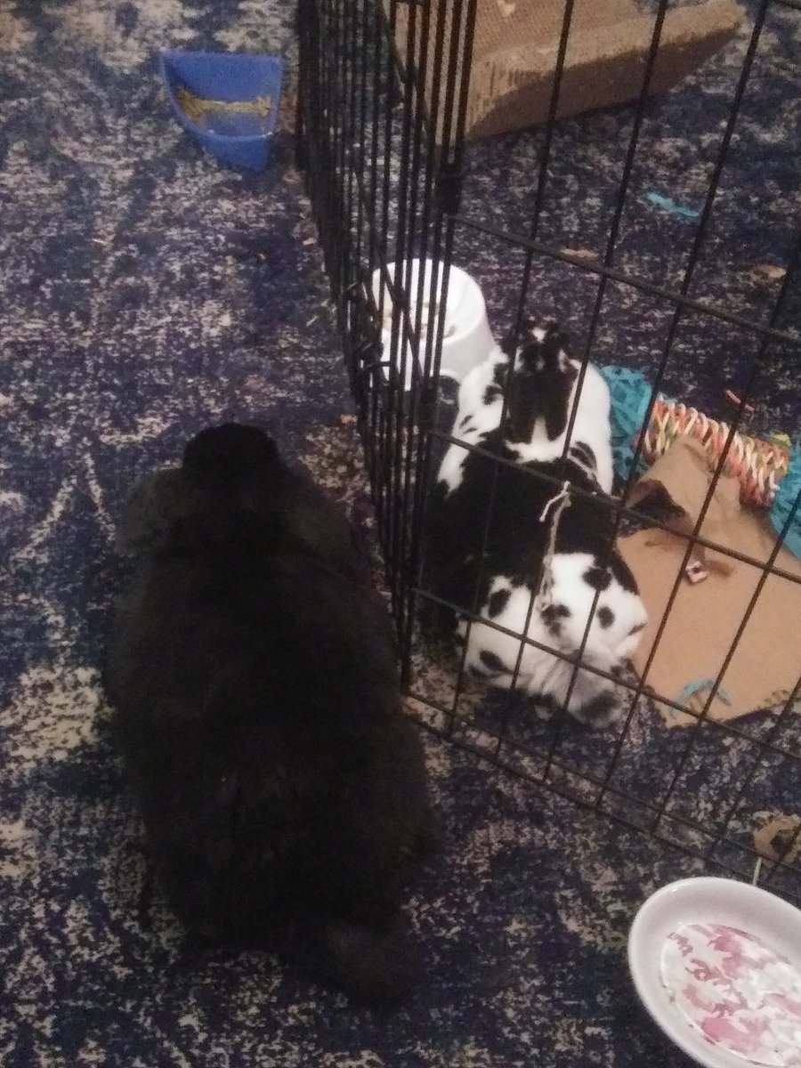 AidenEye99's tweet photo. Well, unfortunately I didn't have time for any bunny day drawings this year......

So have some pictures of my bun buns instead!!

#happyeaster2024 #happyeas https://t.co/55fzMIHB3k