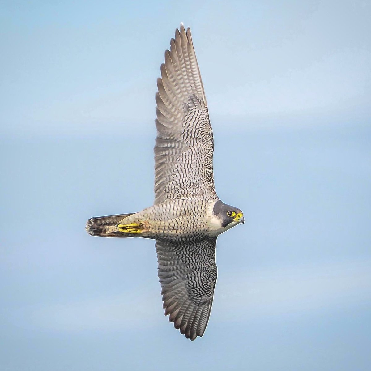 Female Peregrine Falcon on the N Cornish coast @CBWPS1 @Natures_Voice @RSPBbirders @Britnatureguide @NatureUK #birdphotography #BirdsSeenIn2024
