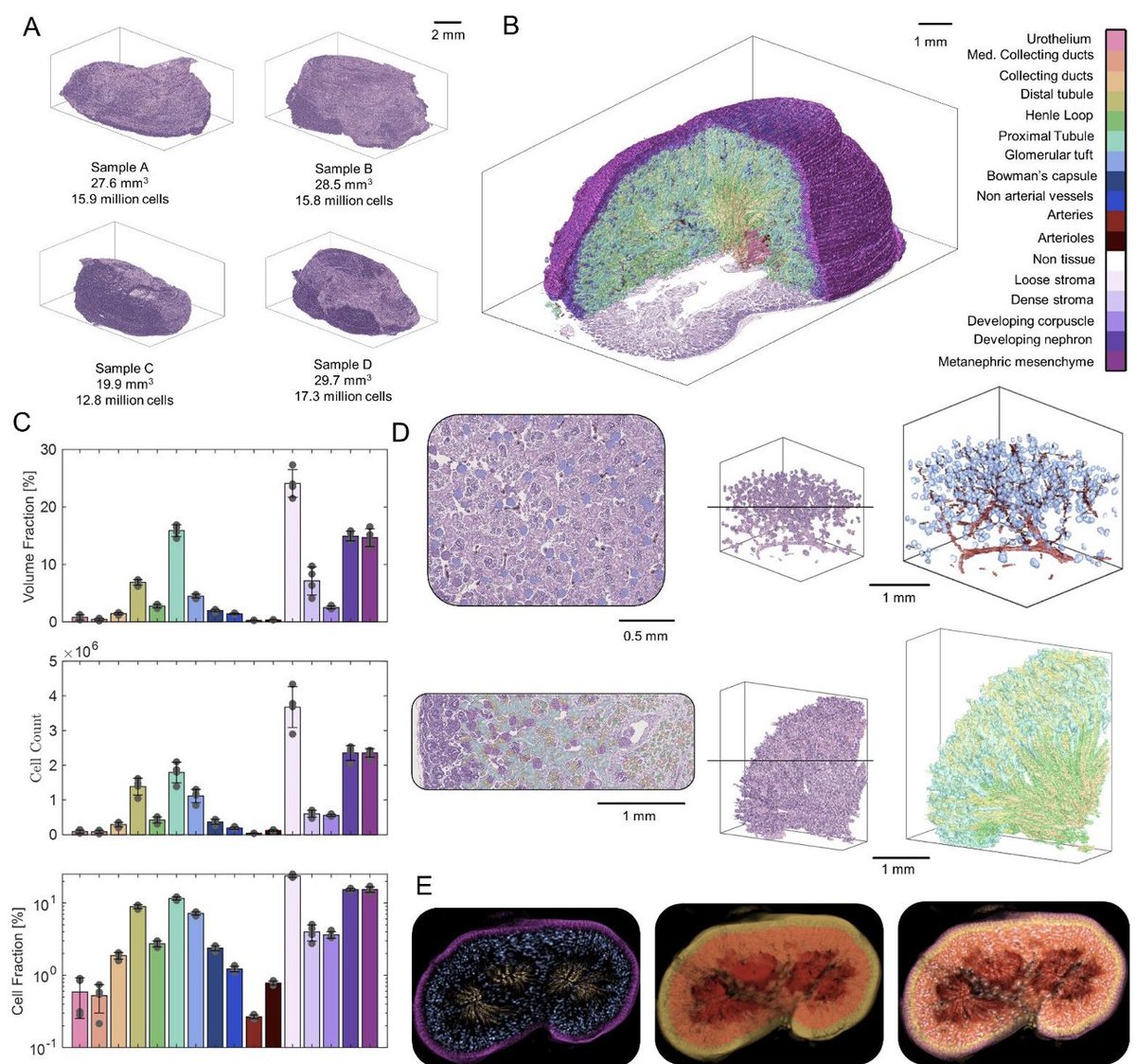 CODA was used to map the 3D cellular architecture of fetal rhesus macaque kidneys

More here: biorxiv.org/content/10.110…
More about CODA: nature.com/articles/s4159…