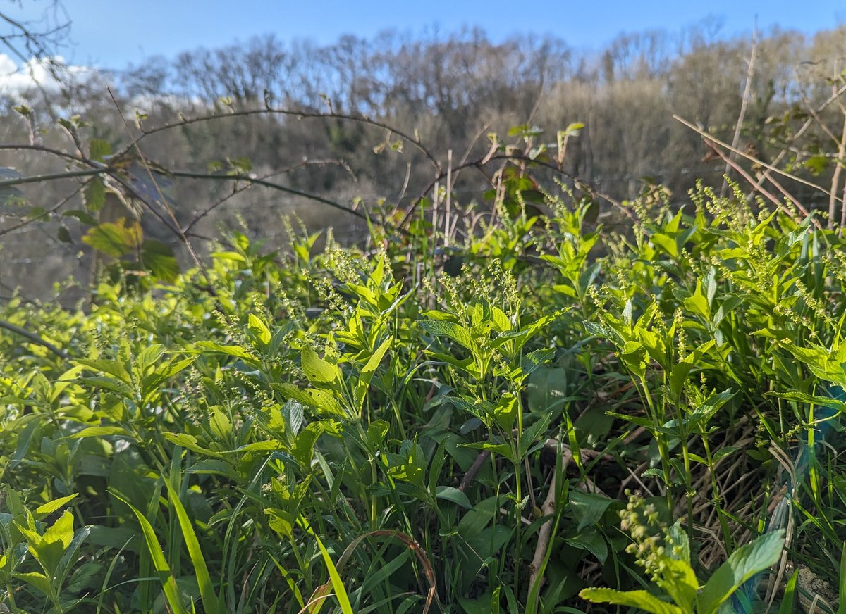 A swathe of Dog's Mercury (Mercurialis perennis) in yesterday's sunshine #WildflowerHour #WoodlandPlants #Spring #Easter