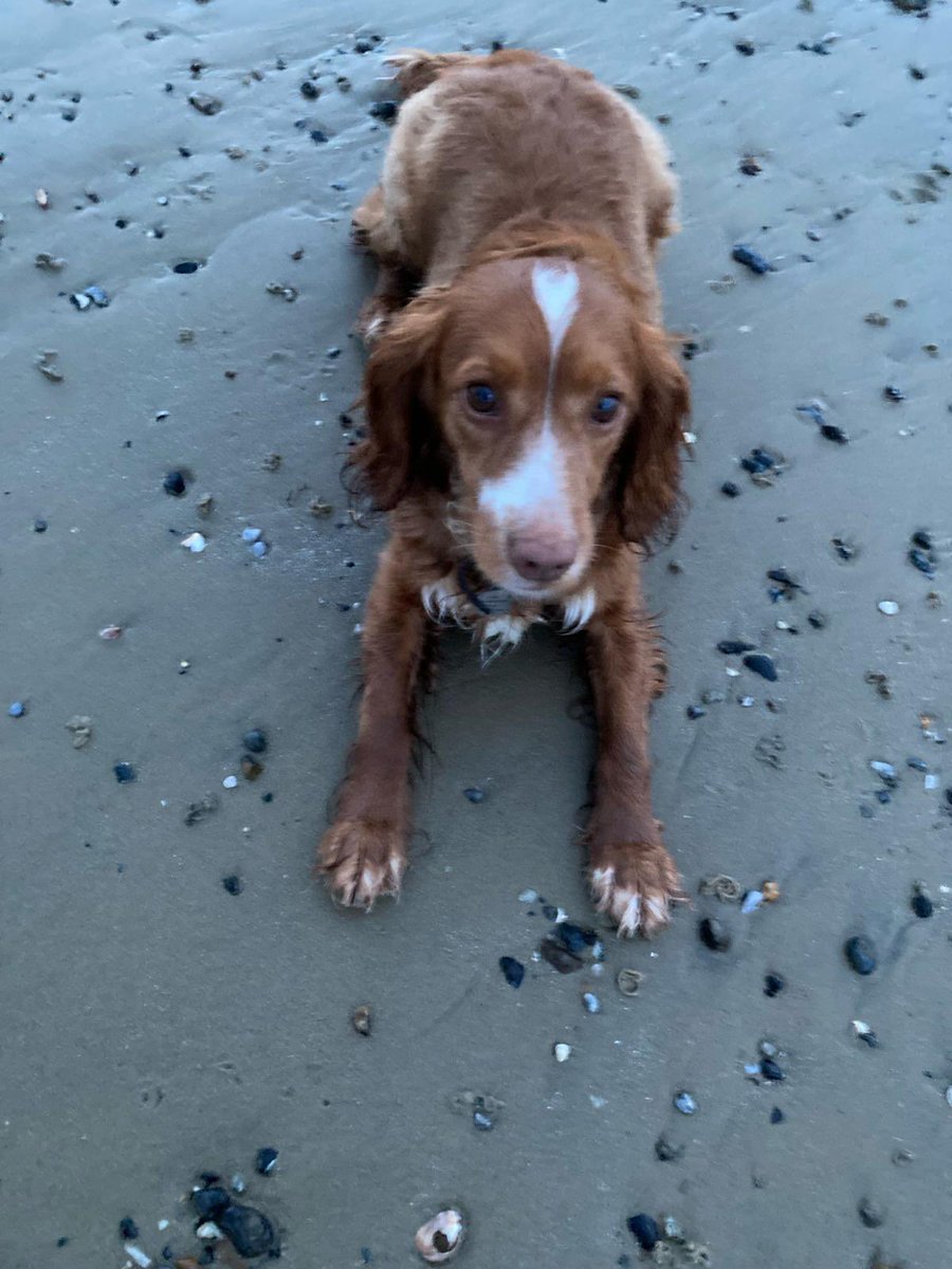 vfjemm's tweet photo. @hooson21 This cocker says Bramble might work. https://t.co/z6HigFU045