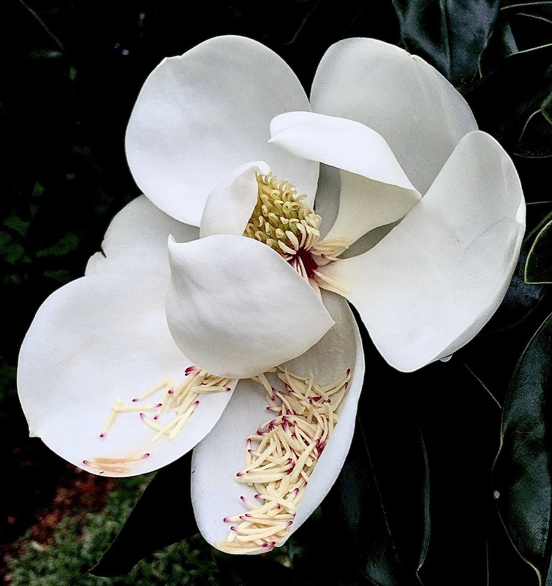WekivaWild's tweet photo. #AlphabetChallenge #WeekM Magnolia blossom in our yard. https://t.co/3eRwmW8NqI