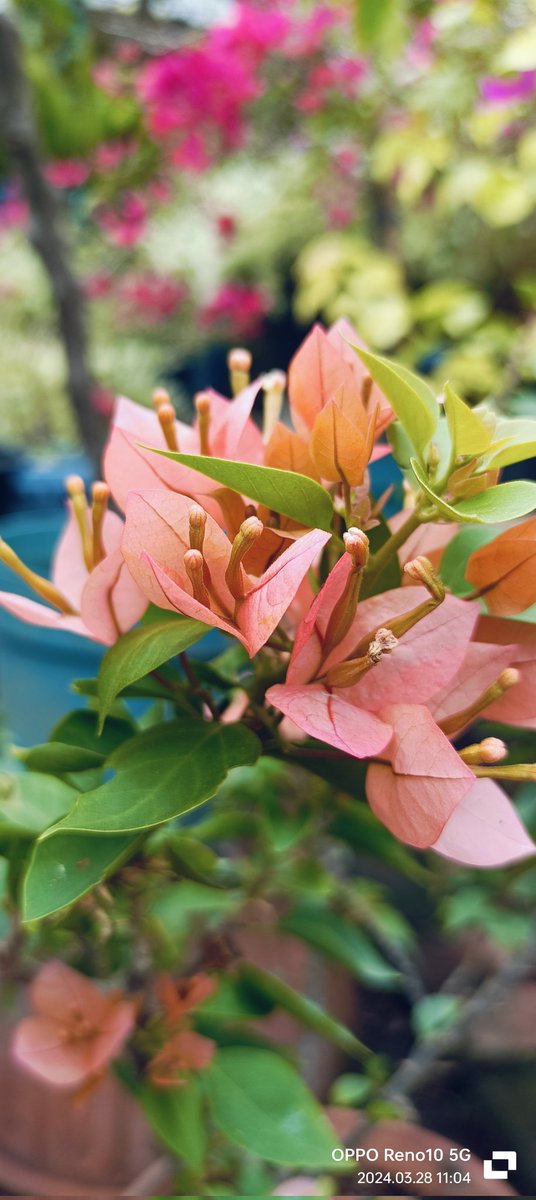 Swane47688833's tweet image. #1stdayofApril2024
#HappyMonday😊
#SmileBeHappy
#photography
#bougiesbeauty
#StayPositiveStaySafe