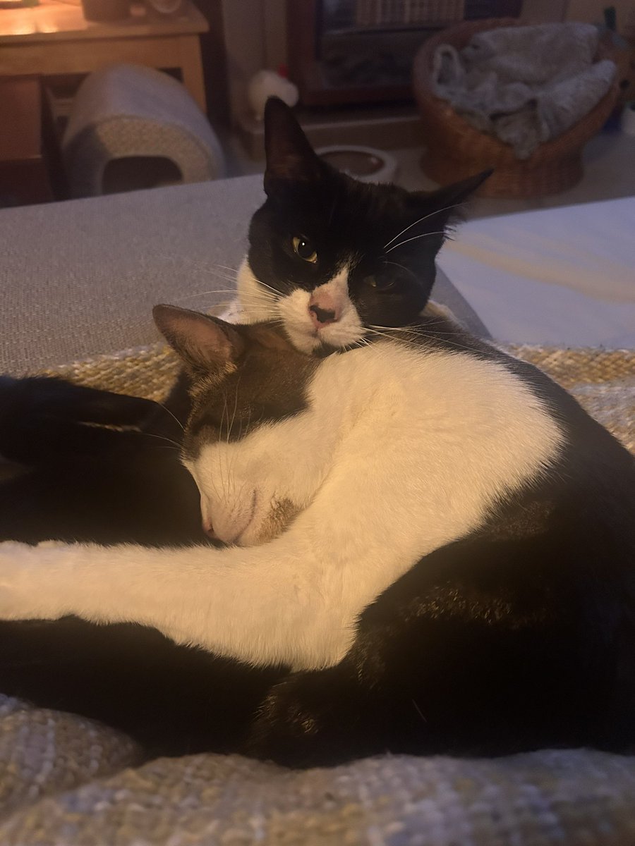 I’m so glad I am no longer the spare human 🐈‍⬛ 🐈