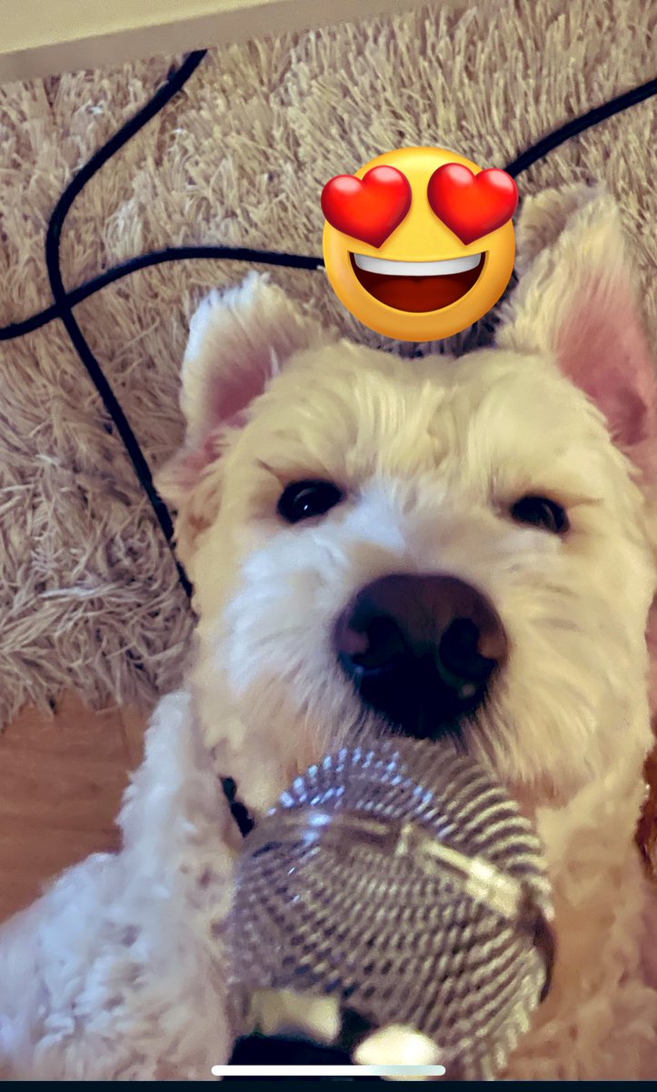 Easter Karaoke and Mr B is insisting on joining in by getting tangled with the lead🫣🐣🐣 #AuthorsOfTwitter #author #WritingCommmunity #authordogs