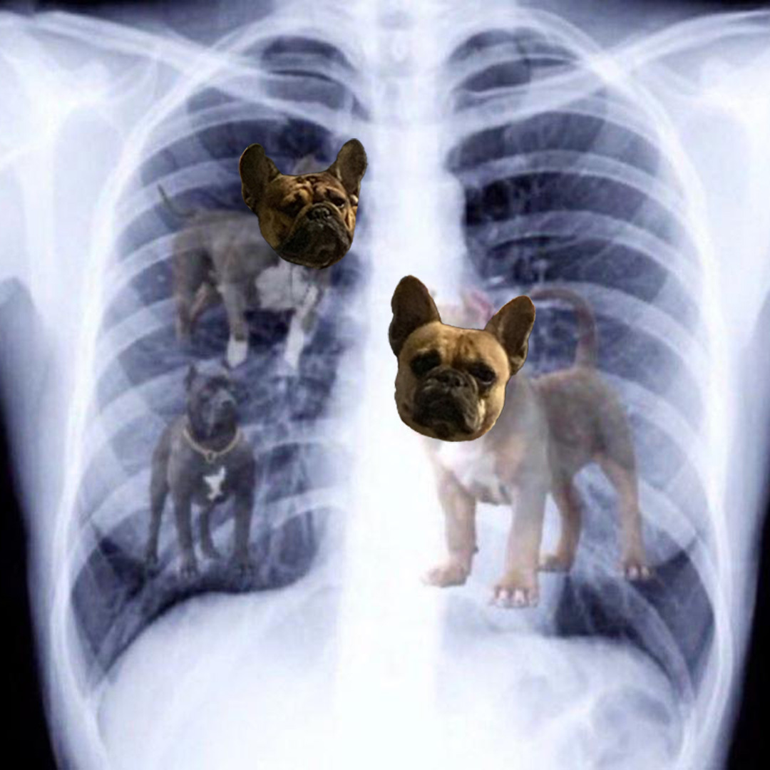 Padres's tweet photo. Campy's X-rays just came in. Can confirm, he's got that dawg in him. https://t.co/07FG9admGs
