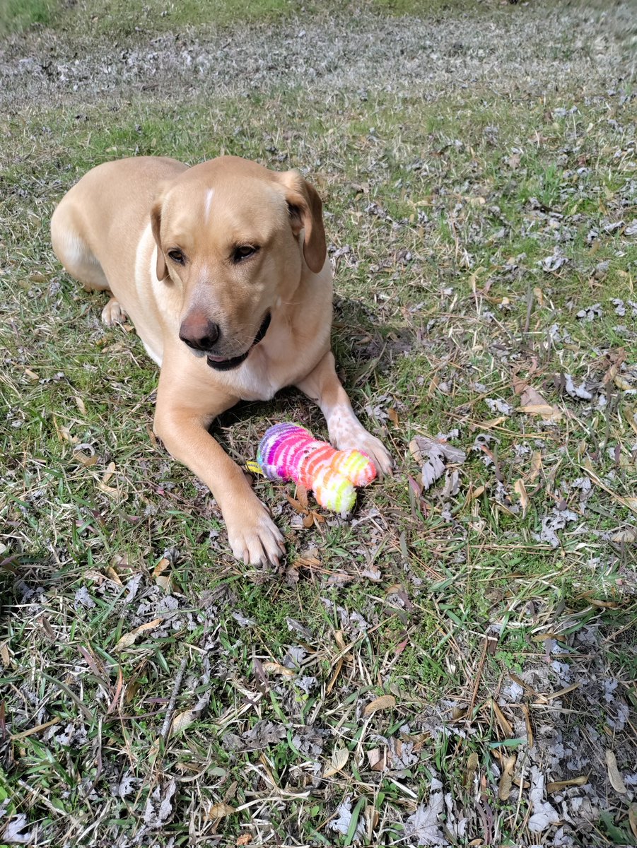 cmonkey33's tweet image. Dammit Max caught the Easter Bunny ☺️*hehe*