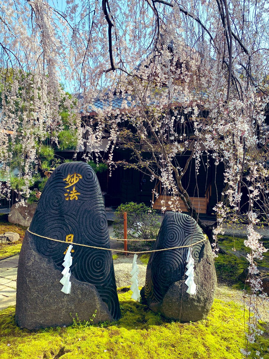 17_rinrin's tweet photo. 京都🌸本満寺🏯
(ほんまんじ) https://t.co/G4oxO6nJn1