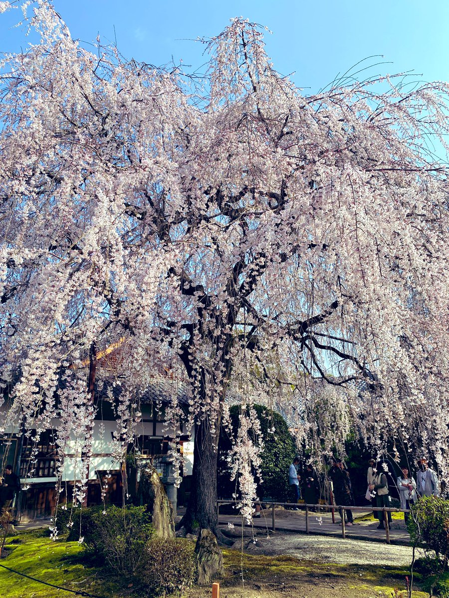 17_rinrin's tweet photo. 京都🌸本満寺🏯
(ほんまんじ) https://t.co/G4oxO6nJn1