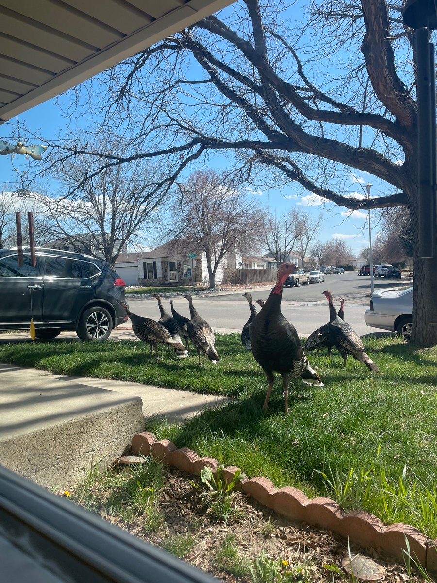 Happy Easter we got a little visit today a flock of 10 turkeys