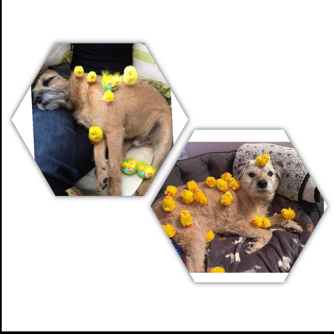 no1border's tweet image. seems 2 b every year around is time I end up with da 🐥 pox 🫢dis be 12 years apart and without fail my good pal @BarneyBT is waiting 3 see da photo😊 its pals like this da #BTPosse bring together.Think of that pals 12 years &amp;amp; he still waits fur it😊the real power of da internet