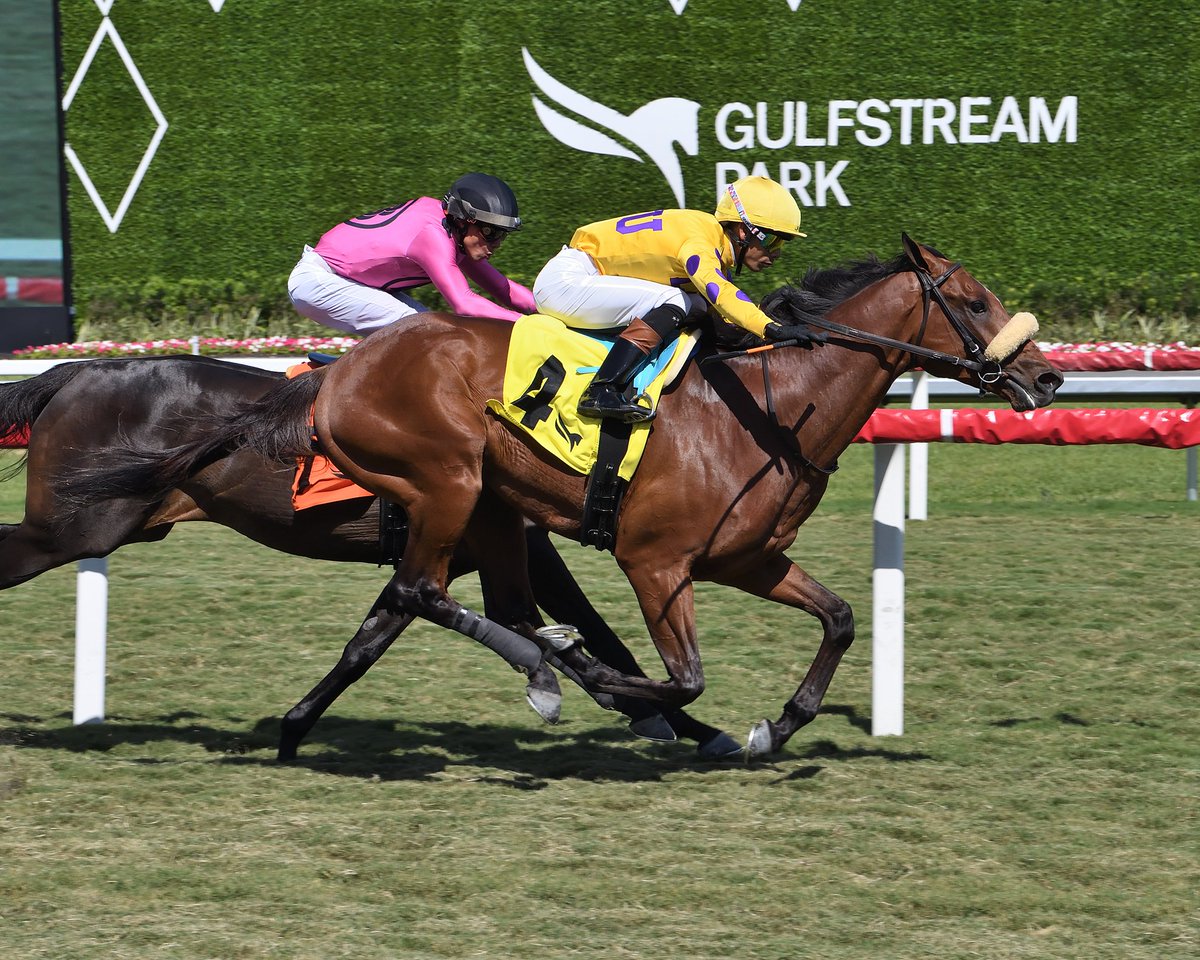 Far Bridge gets up in time to deliver in race 6, @jose93_ortiz aboard for trainer @clementstable and owner LSU Stables. #GulfstreamPark #ChampionshipMeet