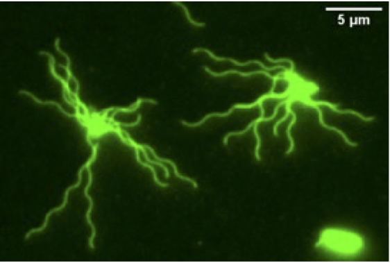 sourjik's tweet photo. And here is another preprint. Ira's work shows that bacterial investment of resources in the costly motile behaviour is ruled by physics:   https://t.co/InNXaLcXhH https://t.co/2uTexRCG3G