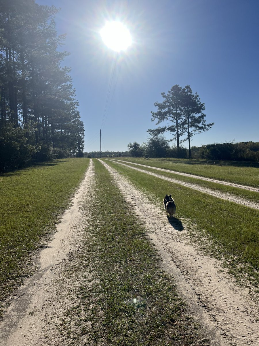 Mornin’ walks with Merle