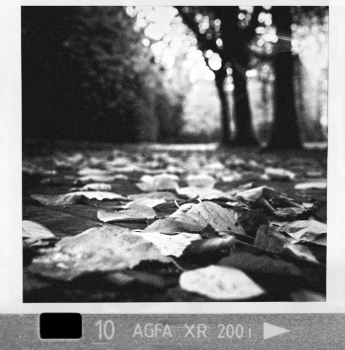 Autumn Leaves #bnw #bnwphotography #blackandwhite #blackandwhitephotography #monochrome #kodakinstamatic #126film