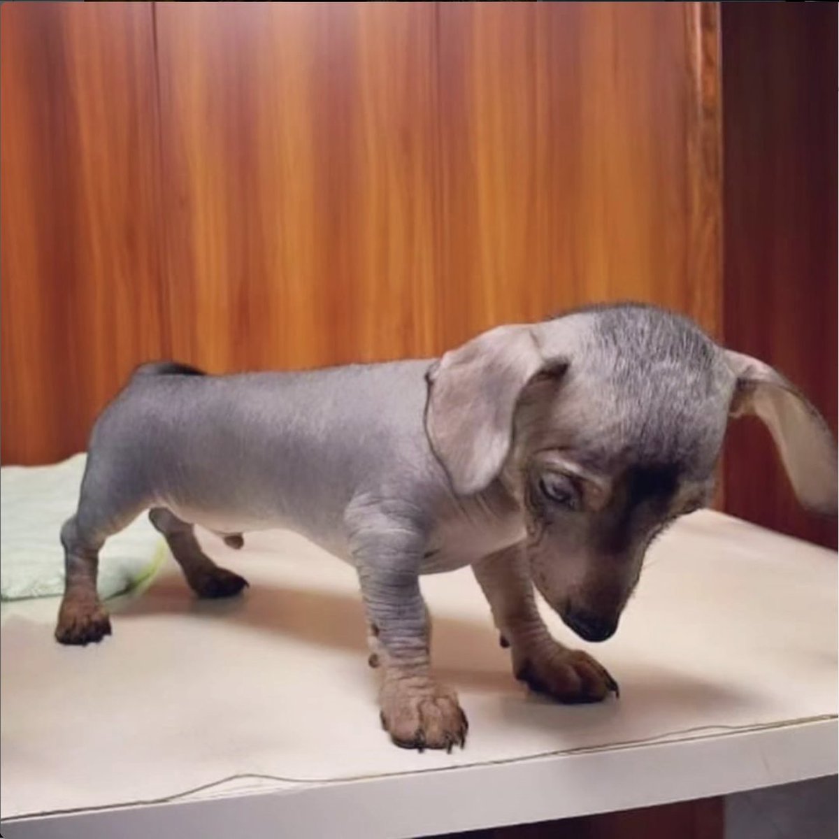 Ladeez and gents... the world's first hairless Dachshund. These cold sausage rolls are freshly minted by plonkers in Birmingham looking for the next big thing now the bottom has dropped out of the extreme French Bulldog market. #yourbreedisnext
