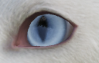 ghostsoftabor's tweet photo. aight meow https://t.co/Nw7ivO2Erf