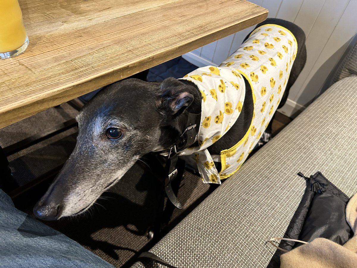 I went to the pub with my luffly Easter outfit made by <a href="/DukeHound16/">Duke 💙</a> hoomum 🥰🐥🐤 I had Turkey winnings! 😋