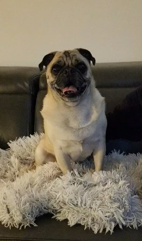 LiamWonderPug's tweet photo. Holy Easter eggs! Started at suppertime, rain pouring down, thunderbolts and lightning, not frightening but the endless shower outside made me & Jack pee in the kitchen. 😉
#nobreakintherain #ilwx #eastershowers #Sundaynight #weatherpug #dogsonX #uptodate #CurbWasGoodLarry https://t.co/xi0W3bxXb5