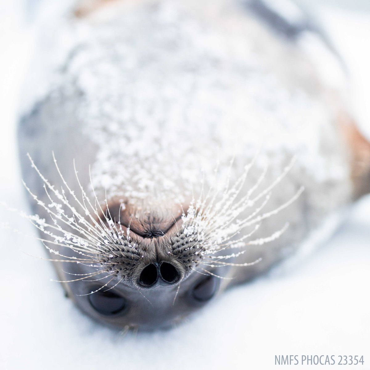 What do you think… do we need to share more ice seal stories? 

Seal scientists like Taku support our research programs and inspire our visitors. Who wants to see us start a new *Ice Seal Sundays* series to bring you more seal science stories??