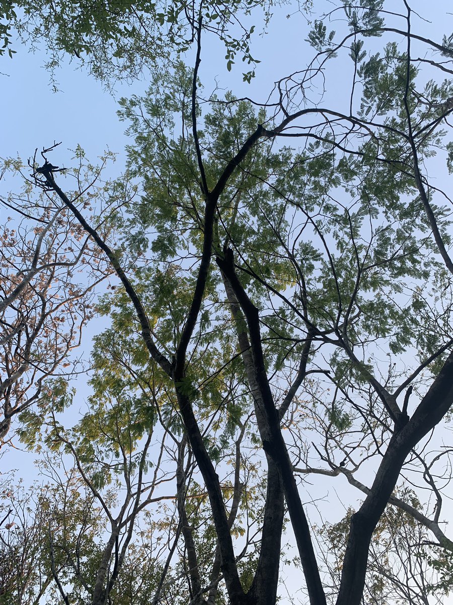 xamancaan's tweet image. Precioso mi bosque tropical. 

#beh🚲