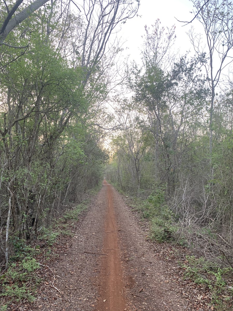 xamancaan's tweet image. Precioso mi bosque tropical. 

#beh🚲