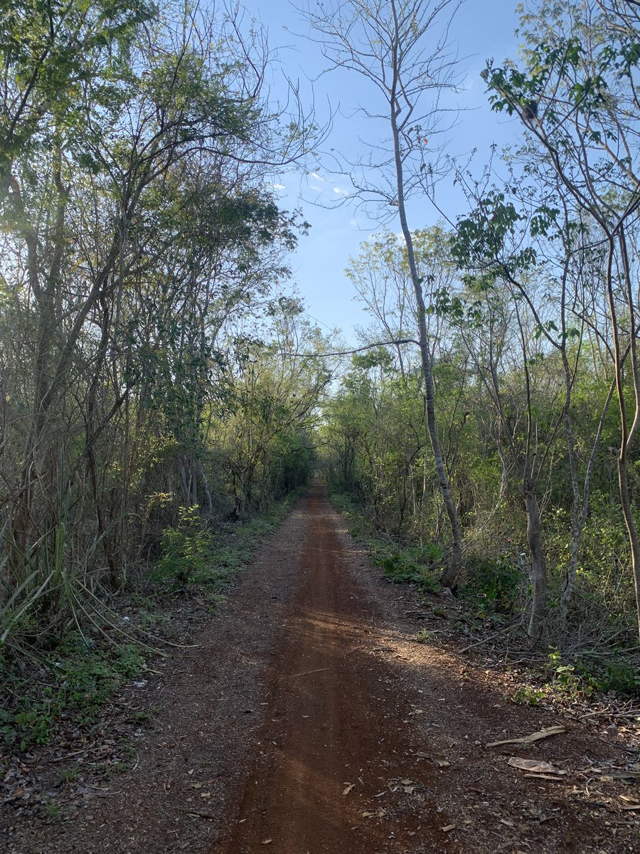 xamancaan's tweet image. Precioso mi bosque tropical. 

#beh🚲