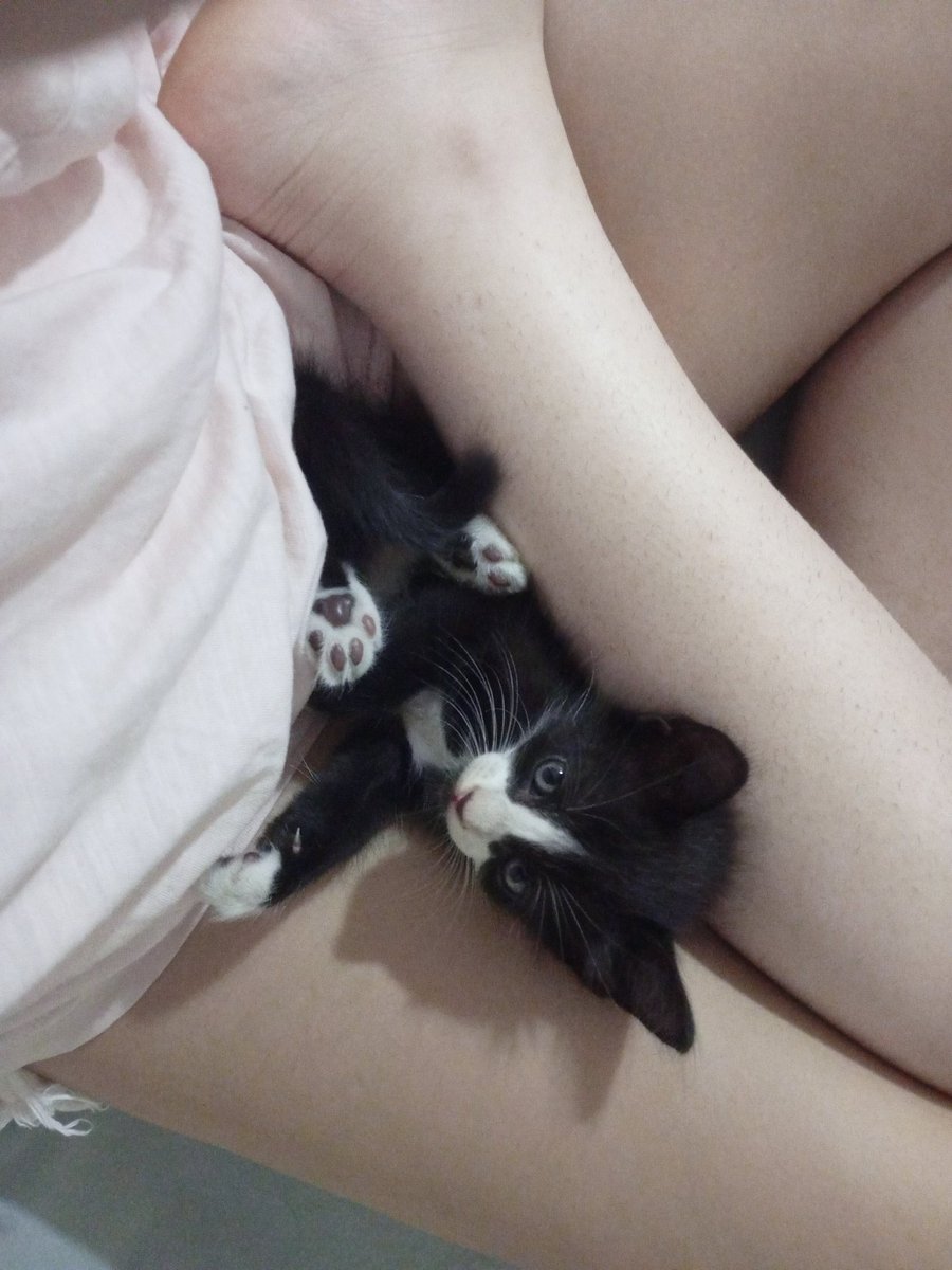 meu namorado viu um gato na rua foi lá pegou e agr a gnt tem um frajola