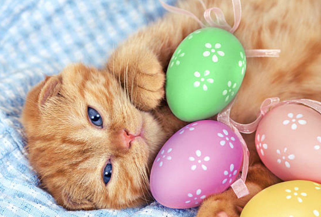 smudcat's tweet photo. Happy easter everyone. https://t.co/wMAFbg9qnC