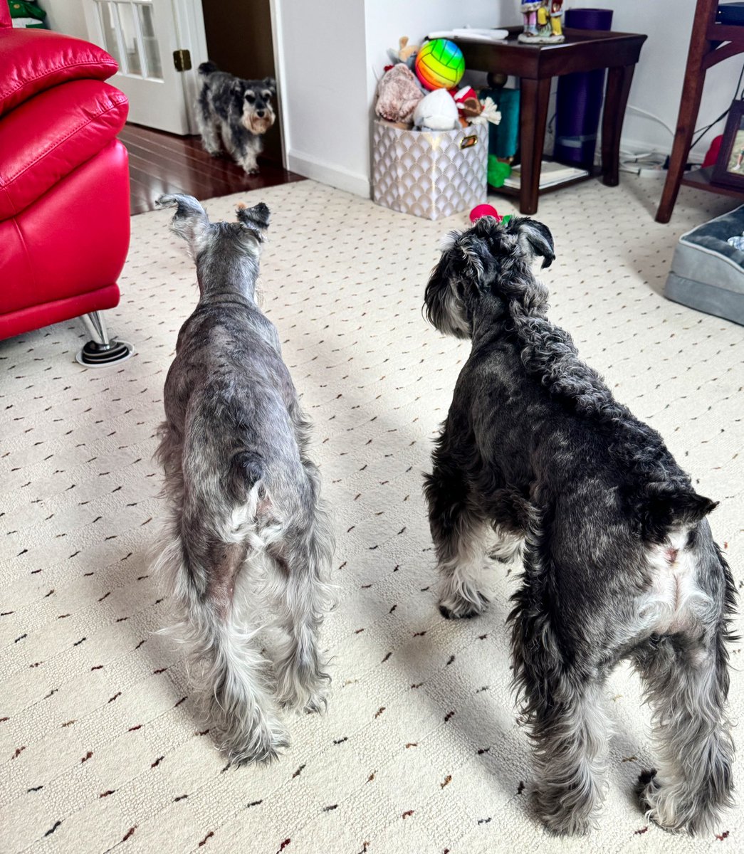 You shall not pass Valentina 😤 #SchnauzerGang #dogsofx