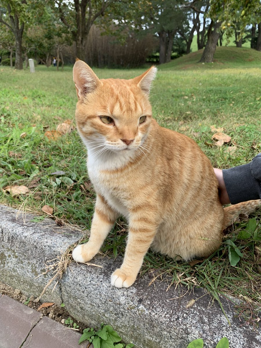 ocfuyodo's tweet photo. 2022년에 본 미간 넓은 야옹이 🐈 https://t.co/1TjgJrwdyC