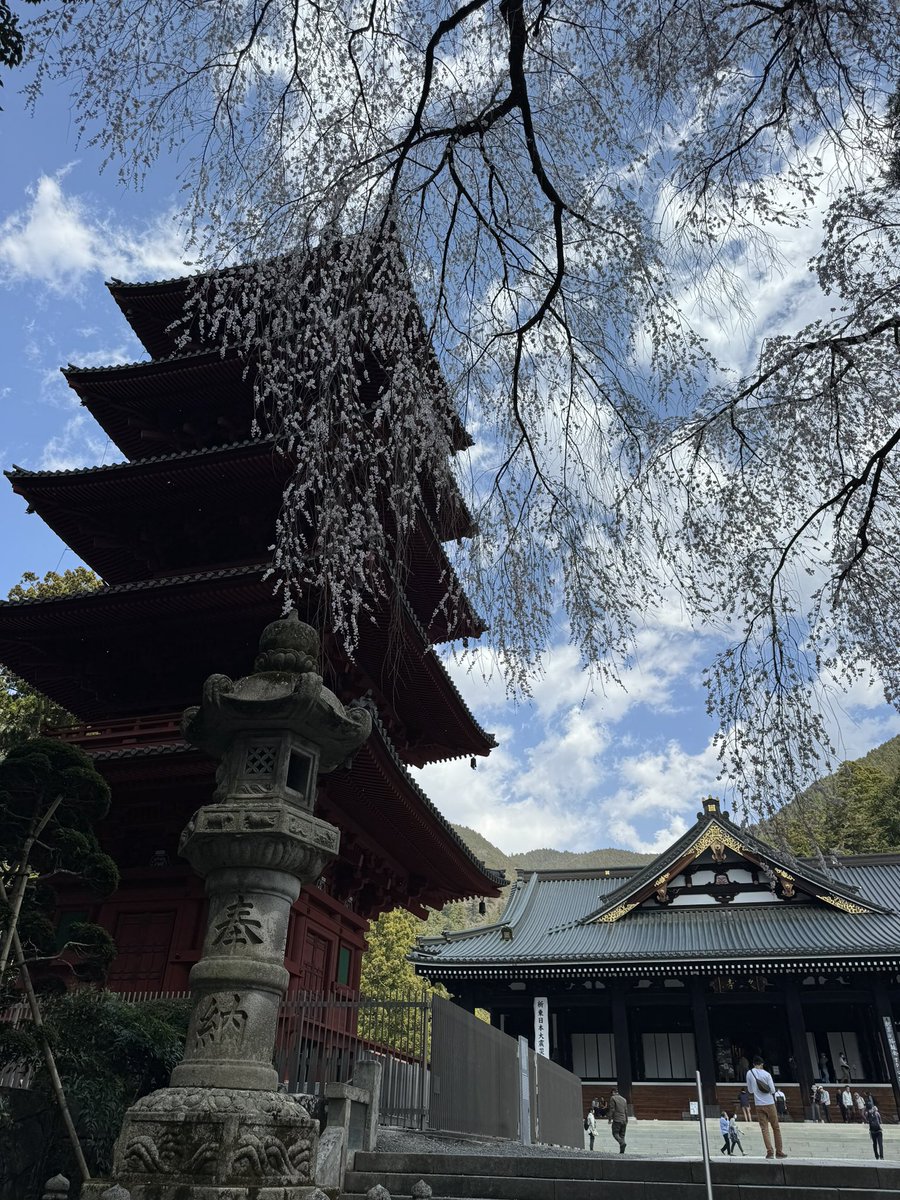 ToyokazuUda's tweet photo. 久遠寺の枝垂れ桜 https://t.co/WG0Pmkt4SI