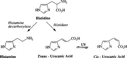 Look when you understand that histidine is a light trap under UV and you can push it away from the production of histamine to support immune function in the skin the POTS people miraculously get better.