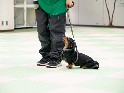 yickyotopet's tweet photo. 皆さんこんにちは！
🐶YIC京都ペット総合専門学校です！🐱
本日から新年度が始まりましたね！🐦
YIC４月のオープンキャンパスに参加しよう！
本校で充実の体験授業に参加するチャンス！🔬🏥🐩
４月は13㈯、20㈯、27㈯日で開催！
詳しくはリンクをチェック👇👇👇
https://t.co/zsOjfnYzpb https://t.co/GMiziqtN3f