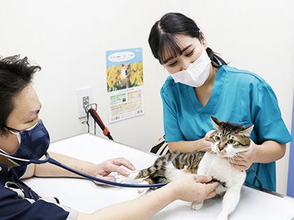 yickyotopet's tweet photo. 皆さんこんにちは！
🐶YIC京都ペット総合専門学校です！🐱
本日から新年度が始まりましたね！🐦
YIC４月のオープンキャンパスに参加しよう！
本校で充実の体験授業に参加するチャンス！🔬🏥🐩
４月は13㈯、20㈯、27㈯日で開催！
詳しくはリンクをチェック👇👇👇
https://t.co/zsOjfnYzpb https://t.co/GMiziqtN3f