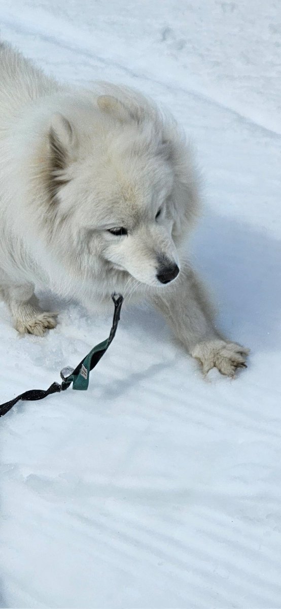 雪の上を走る時は、おててパーにするのです。