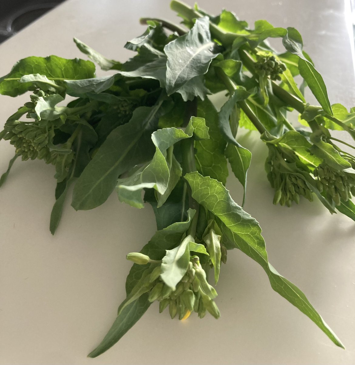 毎日菜の花摘んで食べてる

採れたて美味しい😋