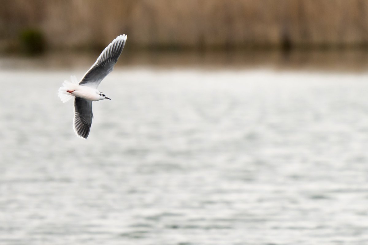 What an Easter treat! Little Gull at Hobson's Park today 

@CambsBirdClub #hobsonsbirdpark #littlegull #cambridgebirds #birdmigration