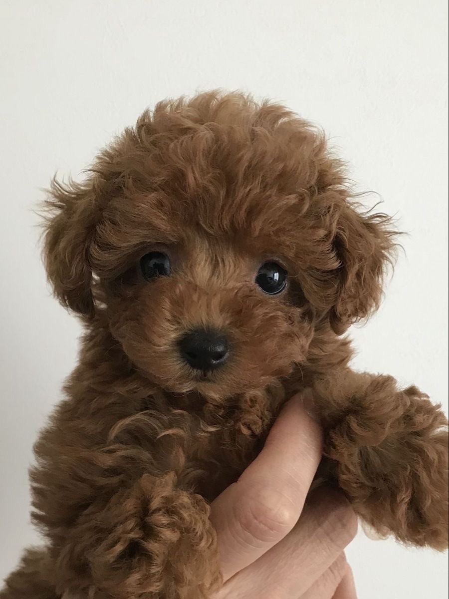 intakroom's tweet photo. — 멍멍 🐶 
#INTAK #인탁 #황인탁 #P1Harmony https://t.co/2HCEv69eaM