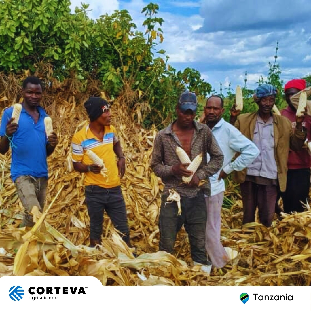 Corteva Tanzania is making strides in supporting local farmers through educational field days. By adopting Corteva's innovative solutions, farmers can boost productivity, income & contribute to food security. We're committed to empowering farmers & driving ag advancement.