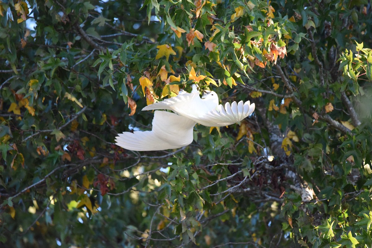 Series:

How it started ➡️ how it ended up!

Cockatoos are amusing to observe. 

Take care Thrillseekers. 

#wildoz #ozbirds #sulphurcrestedcockatoo #birdsinbackyards #birdsinflight.