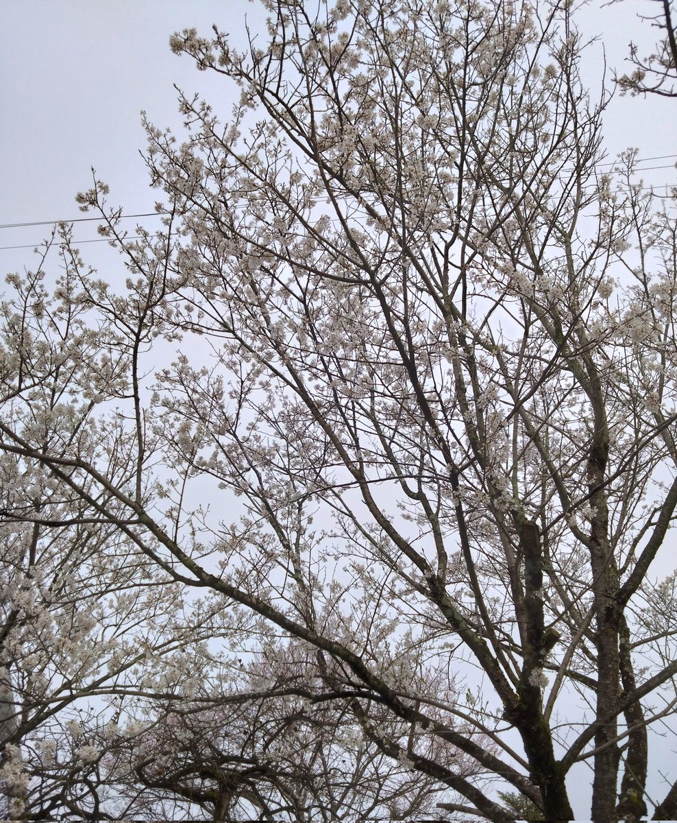 おはようございます🌸
朝方に雨が降ったようで、どんよりですが近所の桜もだいぶ咲き始めました🌸
新年度開始！ワクワクドキドキ新しいお仕事楽しんできます🫡