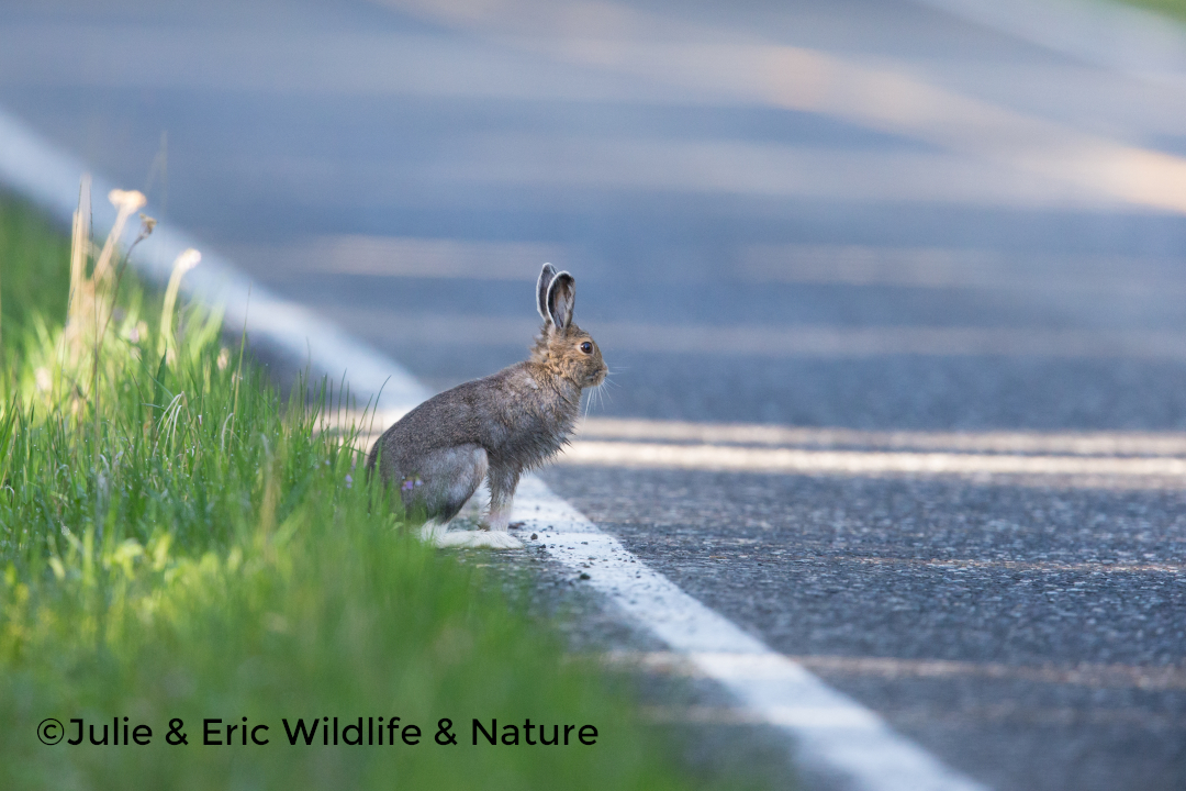 Soyez vigilant lorsque vous conduisez. Comme de nombreux autres animaux sauvages, les lièvres peuvent traverser la route à tout moment. 

#nature #naturelover #animauxdelaforêt #animauxsauvages #animauxdelafaune #lièvre #lynx #observationanimalière #naturephotographie