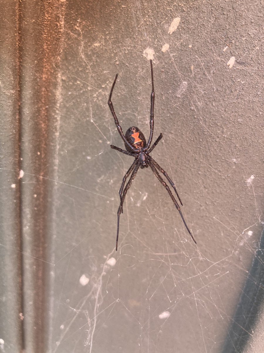 HDavidMendoza8's tweet photo. Hola! @Arachno_Cosas

Me puedes ayudar, por favor?

Te envío foto de una 🕷️ para saber si es o no venenosa.

Saludos. https://t.co/TSminfn9Jy