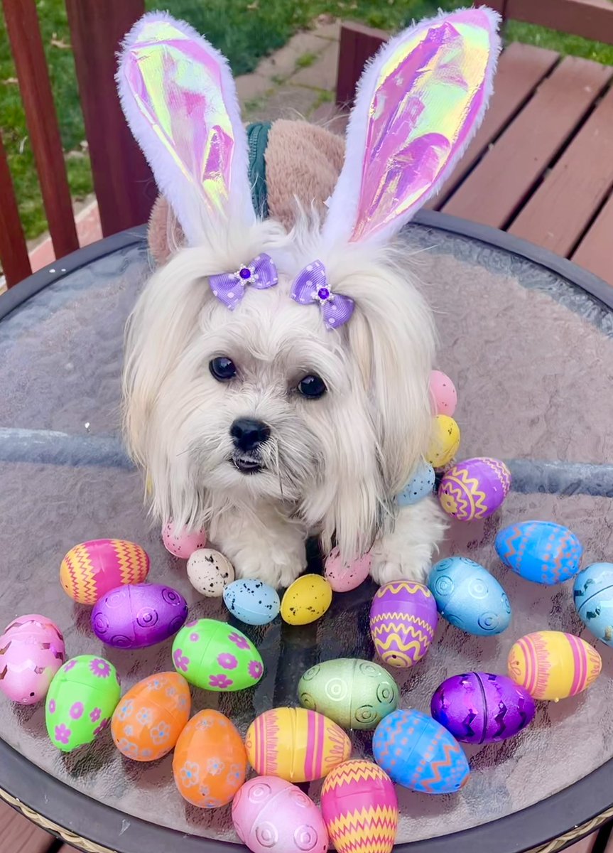Happy Easter 🐰 #havanese #shihtzu #maltese #puppybunny #easter2024